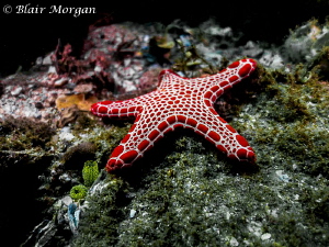 Vermilion Biscuit Sea Star (Pentagonaster duebeni) by Blair Morgan 